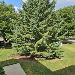 CJ's Tree Service - Before