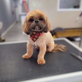 Luxe Pups - Pet Groomers Near Me - Chino, California