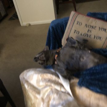 Horns To Halos - Pet Training Near Me - Richlands, North Carolina Horns To Halos - Pet Training Near Me - Richlands, North Carolina