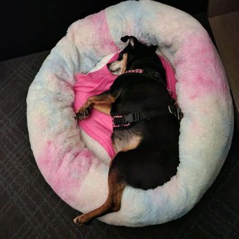 Comfort Inn - My dog slept peacefully on the 4th of July. - Hotels Near Me - St. Catharines, Ontario Comfort Inn - My dog slept peacefully on the 4th of July. - Hotels Near Me - St. Catharines, Ontario