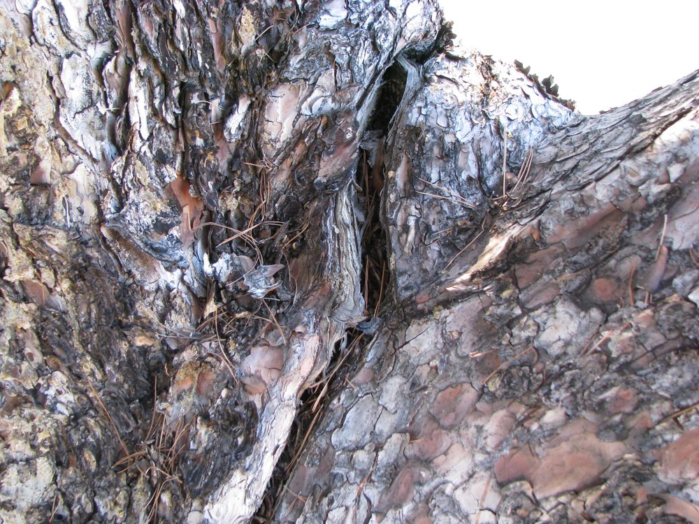 AZ Tree and Landscaping - tree service in Tucson, AZ