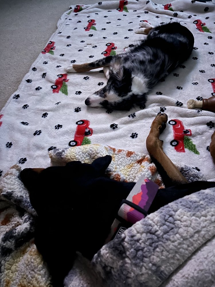 SAN DIEGO AFFORDABLE SPAY AND NEUTER CLINIC Updated July 2024 91