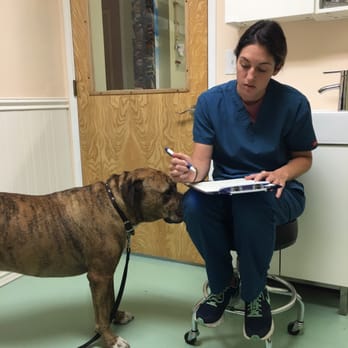 Cambria Veterinary Clinic - Even Nixon loves to visit his favorite vet techs! - Veterinarians Near Me - Cambria, California Cambria Veterinary Clinic - Even Nixon loves to visit his favorite vet techs! - Veterinarians Near Me - Cambria, California