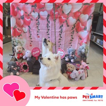 PetSmart - Valentine's Day photo shoot - Pet Training Near Me - Federal Way, Washington PetSmart - Valentine's Day photo shoot - Pet Training Near Me - Federal Way, Washington