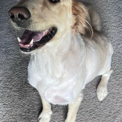 Waterloo Animal Hospital - My bald dog who was once a golden retriever and now has the cut of a lab