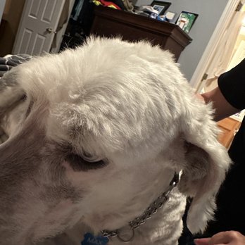 The UpScale Tail Pet Grooming - Naperville - Pet Groomers Near Me - Naperville, Illinois