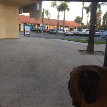 Canoga Park Veterinary Center - My boy Ouzo looking out at the parking lot - Veterinarians Near Me - Canoga Park, California Canoga Park Veterinary Center - My boy Ouzo looking out at the parking lot - Veterinarians Near Me - Canoga Park, California