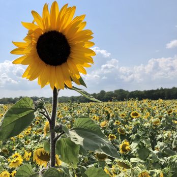 Evans Orchard & Cider Mill - a sunflower in a field - Fruits & Veggies Near Me - Georgetown, Kentucky