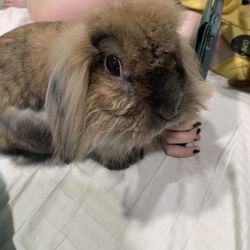Cornerstone Animal Hospital - Rabbit