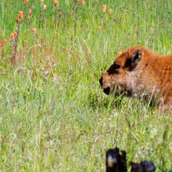 Travel Actualized - Baby bison in Yellowstone