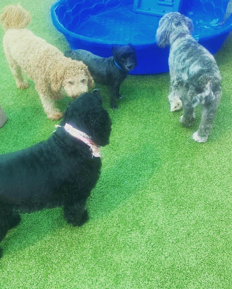 ALL SEASONS PET RESORT Updated August 2024 12 Reviews 276 Jackson