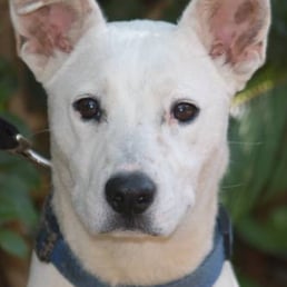 Hitch..a dog that I am fostering for SNIPSA Hitch..a dog that I am fostering for SNIPSA