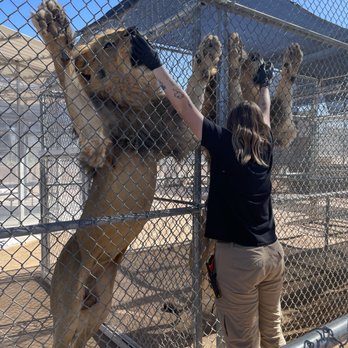 Lion Habitat Ranch - Massive - Zoos Near Me - Henderson, Nevada Lion Habitat Ranch - Massive - Zoos Near Me - Henderson, Nevada