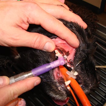 Hunter Veterinary Clinic - Veterinarians Near Me - Spokane, Washington Hunter Veterinary Clinic - Veterinarians Near Me - Spokane, Washington