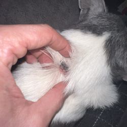 West Side Veterinary Clinic - Spot of previous injection that I was told was some type of fatty deposit.
