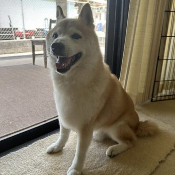 Happy Paws 808 - Medium wash package + de shed package - Pet Groomers Near Me - Mililani, Hawaii Happy Paws 808 - Medium wash package + de shed package - Pet Groomers Near Me - Mililani, Hawaii
