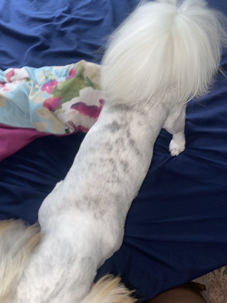 GROOMING GALS 16 Reviews 11006 Pacific Ave S, Washington