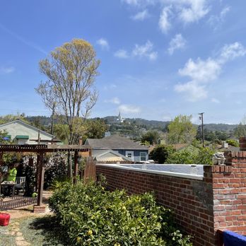 Ponderosa Tree Service - After. - Tree Services Near Me - Berkeley, California