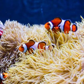 Seattle Aquarium - Aquariums Near Me - Seattle, Washington Seattle Aquarium - Aquariums Near Me - Seattle, Washington