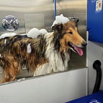 ShearJoy Dog Grooming by Melody - Pet Groomers Near Me ShearJoy Dog Grooming by Melody - Pet Groomers Near Me