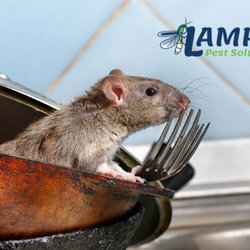 Lamp's Pest Solutions - Rodent Control