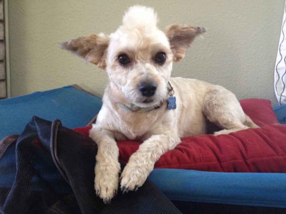 Paws For Elegance Dog Grooming