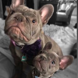 Sassafras Frenchies - Charlotte and Sterling, Dec 2019