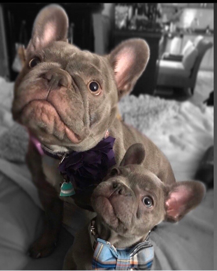 Sassafras Frenchies Image