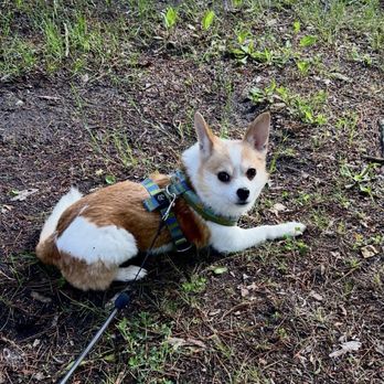 Twin Bears Wooded Campground - Paco enjoys it too. - RV Parks Near Me - Indian River, Michigan