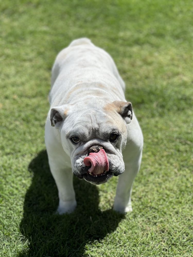 JAY THE GROOMER Updated September 2024 17 Photos & 20 Reviews Phoenix, Arizona Pet