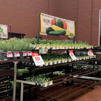 Lowe's Home Improvement - Veggies on sale - Hardware Stores Near Me - Mount Pleasant, South Carolina Lowe's Home Improvement - Veggies on sale - Hardware Stores Near Me - Mount Pleasant, South Carolina