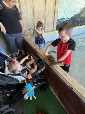 Gator Country by null