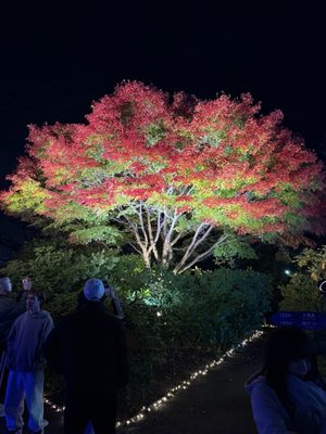 Ashikaga Flower Park by null