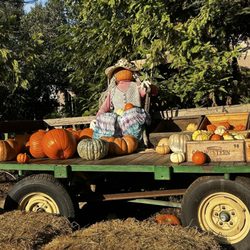 Hillcrest Christmas Tree & Pumpkin Farm - Decorations inside the pumpkin Patch