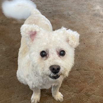 Fresh Paws on the Go - Nahla says, "Thanks, William! I feel a LOT better!" - Pet Groomers Near Me