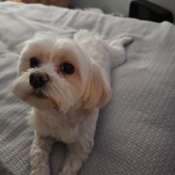 Marisa’s Pet Sitting & Odd Jobs - Brenley!