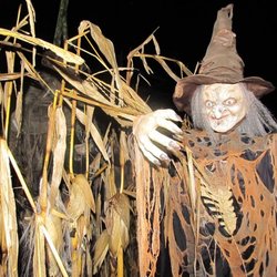 Halloween fun in the cornfield