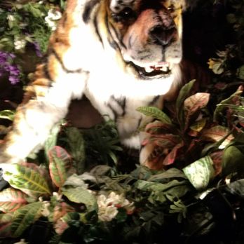 Rainforest Cafe - American Near Me - San Antonio, Texas