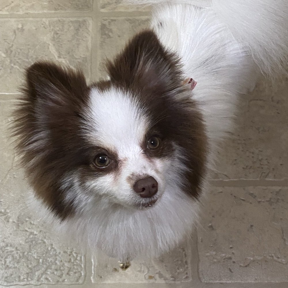 Dirty Paws - Bad super cuts hairdo! - Pet Groomers Near Me - Long Beach, California