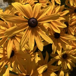 Bees N Blooms - Rudbeckia growing for bouquets