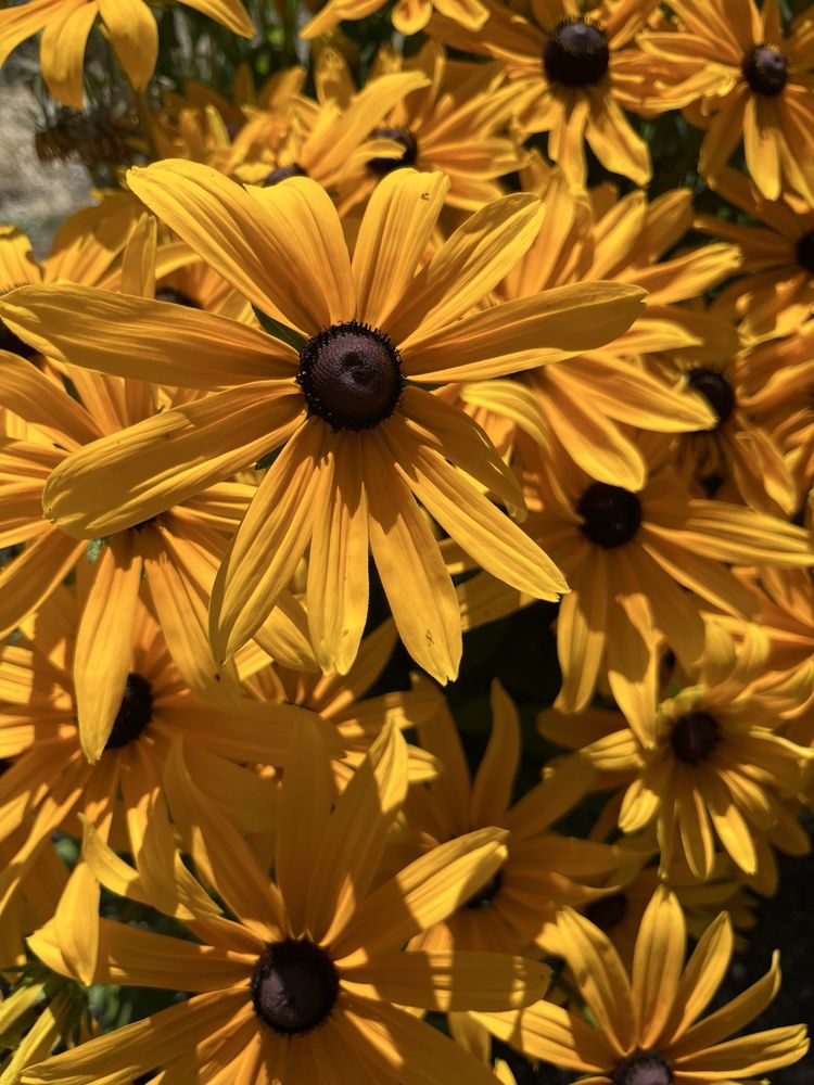 Bees N Blooms - beekeeping in Santa Rosa, CA