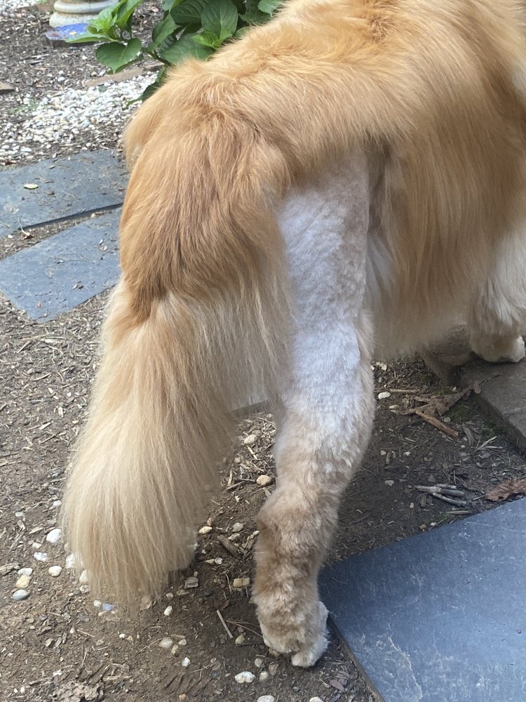 A BARK ABOVE PET SALON Updated July 2024 2009 Electric Rd, Roanoke, Virginia Pet Groomers