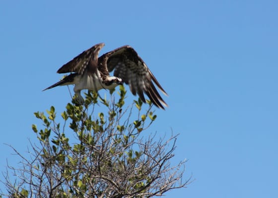 Happy Paddler Kayak Tours & EcoVentures by null