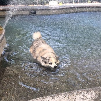 Bayside Pet Resort - Pet Sitting Near Me - Sarasota, Florida Bayside Pet Resort - Pet Sitting Near Me - Sarasota, Florida