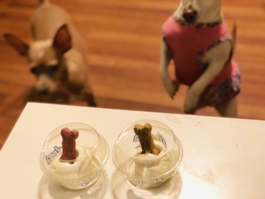 culver's pup cup
