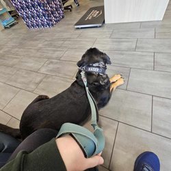 Oak Heart Veterinary Hospital and Emergency at South Saunders