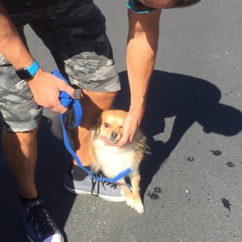 Bark Busters - Pet Training Near Me - Henderson, Nevada Bark Busters - Pet Training Near Me - Henderson, Nevada