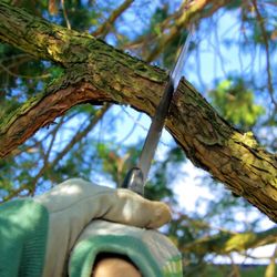 Tree Service Laguna Niguel - Tree Trimming Laguna Niguel