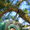 Tree Service Laguna Niguel gift card