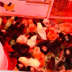 Tractor Supply - Chicks